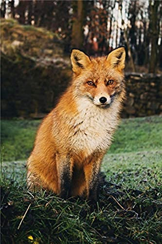 KESIMO Puzzles Für Erwachsene 1000 Teile, Fuchs Im Wald, Puzzles 38 * 26cm