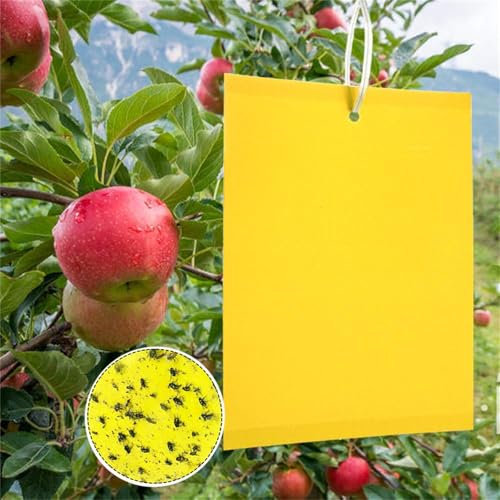 50 Pezzi Trappole Appiccicose Ciliegio, Mosche Dell'olivo Trappola per Insetti per Mosca Bianca, Ulivi Mosca della Frutta, Afidi, Minatori Fogliari, Cicaline (15cm x 20cm)