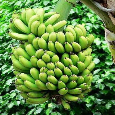 Nuovi semi di banana freschi da 30 pezzi