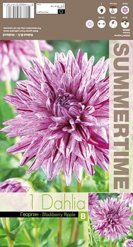 AGRONOM | DAHLIEN - BLACKBERRY RIPPLE | Mehrjährige Blumenzwiebeln | Violett Blumen | Werden in Blumengärten, Töpfen angebaut, in blühenden Rasenflächen | 1 Blumenzwiebeln