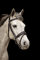 Equipride Working Hunter Trensenzaum mit Schnellverschluss-Karabinerhaken, Abnehmbarer Blitz (Cob, Braun)
