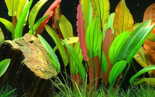 AquaOne Aquarium Pflanze Echinodorus 'Red Diamond' I Hintergrund Wasserpflanze Aquariumpflanze Rosette voll durchwurzelt Aquascaping Dekoration