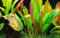AquaOne Aquarium Pflanze Echinodorus 'Red Diamond' I Hintergrund Wasserpflanze Aquariumpflanze Rosette voll durchwurzelt Aquascaping Dekoration