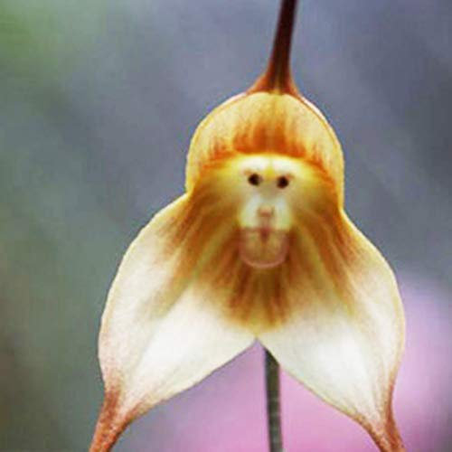 50 Stück Orchideen Samen, Phalaenopsis Samen für Garten und Balkon,Ideale Garten Pflanzen, Balkon Pflanzen (Gelb Affengesicht Orchidee)