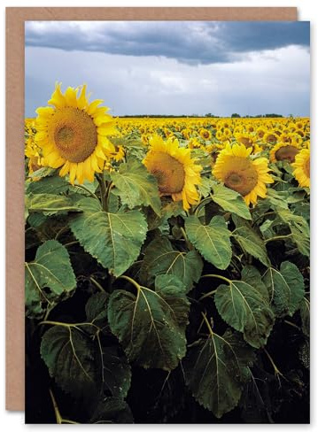 Artery8 Carol M Highsmith Art Card A Kansas Sunflower Field Up Close