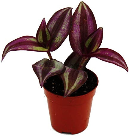 Exotenherz - Mini-Pflanze - Tradescantia Purple - Dreimasterblume - Wasserhexe - Ideal für kleine Schalen und Gläser - Baby-Plant im 5,5cm Topf