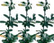 3 Plantas natural Pyracantha Coccinea. Espino de fuego 20-30 cm. En cepellón listos para plantar. Ofrece frutos para fauna, protección con espinas, belleza floral y resistencia ambiental.