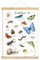 fioniony POSTER 50 x 70 cm KRABBELTIERE UNGERAHMT OHNE HOLZLEISTE Insekten Tierposter Lernposter Schulanfang 1. Klasse Kinderposter Kinderzimmer Babyzimmer Wandbild Schule Kindergarten