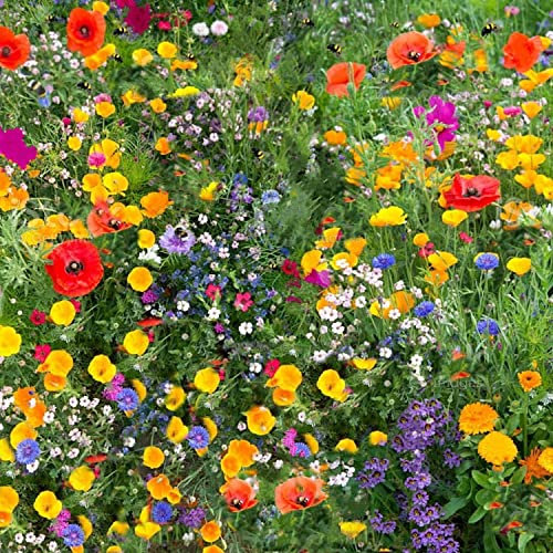 Wildflower Seeds More Than 21 Pure Seeds Scented NO Grass Bee Butterfly Mix Meadow Garden UK Seed (10 Square Meter)