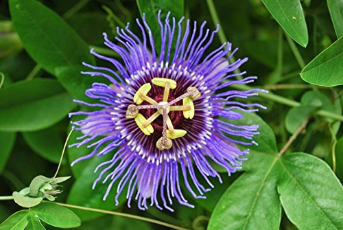 Passiflora incarnata (10 Seeds). AKA Lila Passionsblume/Maypop, winterhart