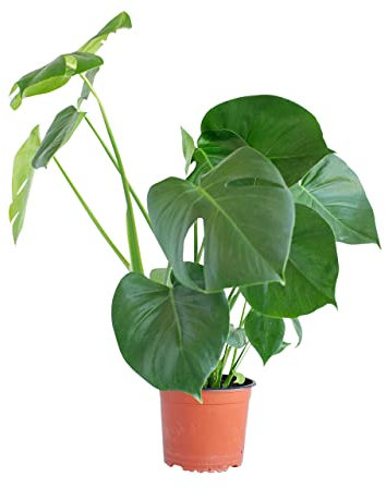 PLNTS - Monstera Deliciosa - Zimmerpflanzen, Pflanzen Echt, Nachhaltige Verpackung Fensterblatt- 17cm Topf - Höhe 65cm - Direkt von der Gärtnerei