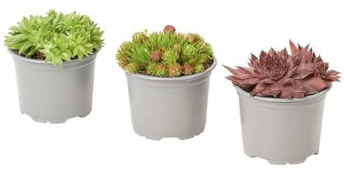 Trio de Siempreviva | Sempervivum | Plantas Vivas | Pack 3 Plantas | Plantas Suculentas Naturales