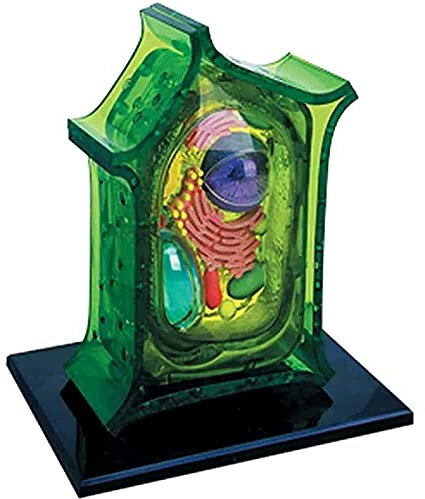 4D Visual Anatomy Plant Models - Animal And Plant Cell Models - Comparative Biology Teaching Display Research Medical Model Teaching Anatomy Teaching Model