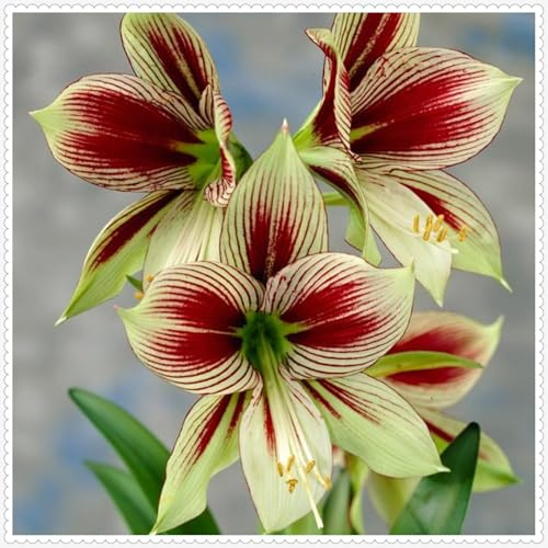 Mehrjährige ist winterhart,pflegeleicht,Amaryllis,Einfach zu pflegen,Schnelles Wachstum-mit Auffälligen Blüten,Seltene.-5Amaryllis Wurzel-E