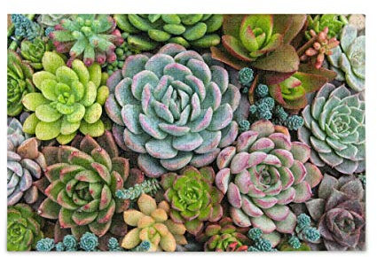 MCHIVER 1000 Teile Puzzle für Erwachsene – Sukkulenten, Kaktus, schwierige Puzzles, großes Stück, lustiges, geistiges Spiel für Jungen und Mädchen