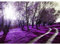 Runa Art Fototapete Wald Sonne Modern Vlies Wohnzimmer Schlafzimmer - Made in Germany - 308 x 220 cm Violett 9217010b