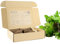 PlantPlugs | Salat-Quartett 8er-Pack