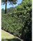 Kirschlorbeer Prunus Herbergii 160-180 cm. 5 Heckenpflanzen. Lorbeer Hecke