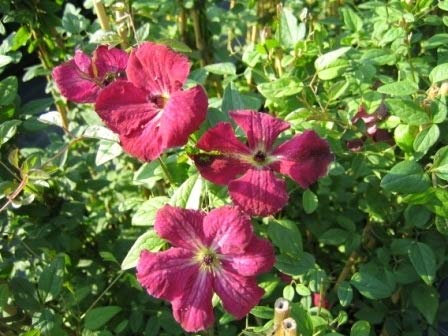 Clematis viticella Rubra (60-100 cm) - Waldrebe/Klematis