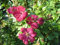 Clematis viticella Rubra (60-100 cm) - Waldrebe/Klematis