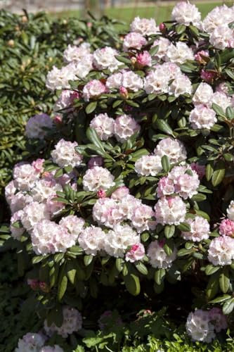 Rhododendron yakushimanum 'Neat-O' 30-40 cm - Rhododendron, rosa Blüten, Blütezeit Mai-Juni, ideal für Kübel und Rabatten, immergrün, winterhart