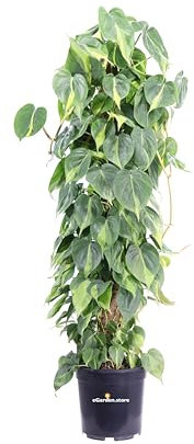Pianta di Philodendron Scandens Brasil Bastone Pianta di Filodendro pianta da interno pianta ornamentale a foglia variegata pianta rampicante di Philodendron pianta vera venduta da eGarden.store
