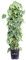 Pianta di Philodendron Scandens Brasil Bastone Pianta di Filodendro pianta da interno pianta ornamentale a foglia variegata pianta rampicante di Philodendron pianta vera venduta da eGarden.store