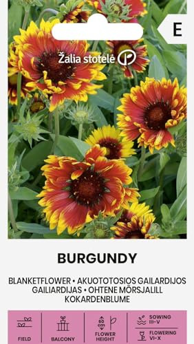 Zalia stotele | Kokardenblume - BURGUNDY samen | Blumensamen | Mehrjährige Zierpflanze mit weinroten Blüten & gelbem Rand | Blüht ab dem ersten Jahr | Saatgut für sonnige Standorte | 1 Pack