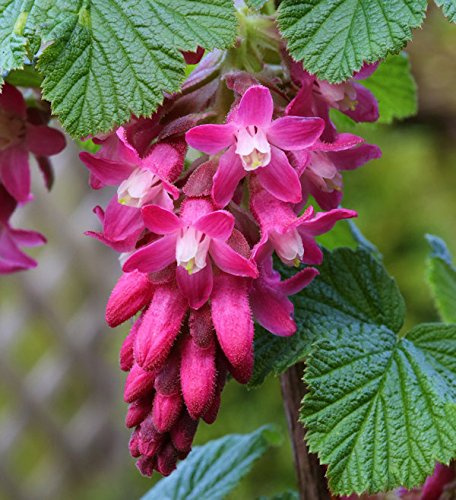 Zierjohannisbeere Ribes sanguineum King Edward VII 80-100 cm winterhart | Rosa Blüten im Frühling, sonnig bis halbschattig, schnittverträglich, ideal für Blütenhecke und Bienenweide