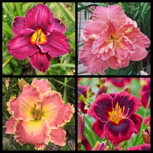 Daylily Bulbs for Planting Perennial,Strong Plants That Grow Well/Mix Golden Jade Carving Feels Perfect,Daylily Bulbs Mix,Daylily Plants,Daylily seeds-15 Bulbs-D