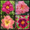 Daylily Bulbs for Planting Perennial,Strong Plants That Grow Well/Mix Golden Jade Carving Feels Perfect,Daylily Bulbs Mix,Daylily Plants,Daylily seeds-15 Bulbs-D