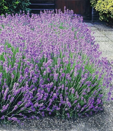 BALDUR Garten 12x Blauer Lavendel Duftlavendel, Pflanzen mit 9x9 cm-Ballen | Lavandula intermedia 'Grosso' , Lavendel Provence, winterharte Staude, trockenresistent, mehrjährig