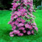 100 Pz Clematide Semi di Vite Rampicante Fiore Pianta Home Office Ornamento Decorazione Semi per Piantare Giardino Rosa