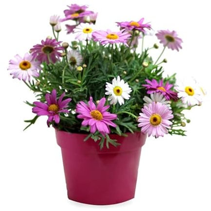 Margarita Natural Planta Primaveral con Flores de Colores Resistente y Fácil de Cuidar