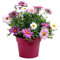 Margarita Natural Planta Primaveral con Flores de Colores Resistente y Fácil de Cuidar