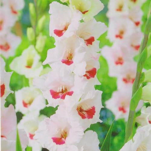 Gladiolen zwiebeln,Winterhart Mehrjährig,Stauden, atemberaubende Zierpflanzen für Gärten und Töpfe,gladiolen halter(keine Samen, nicht künstlich und winterhart)-8zwiebeln