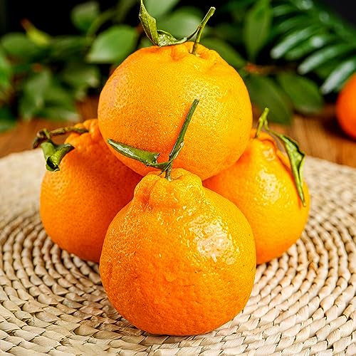 100 pcs Orangenbaum Samen Winterhart Pflanzen Samen, Winterharte Kübelpflanzen (Citrus reticulata) Bonsai Topf, Garden Indoor Garden, Geschenke Für Gartenfreunde Obstbäume, Zimmerpflanzen