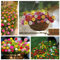 450 Seeds, Groundcover Double Moss-Rose Purslane Mixed Color Flower Seeds for Planting Seeds Garden Beds Edging Plants Flower Plants Seeds Outdoor Home Garden Flower Seeds