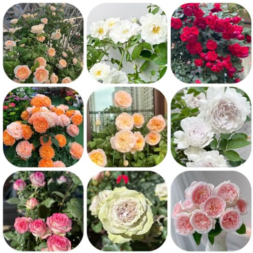 semillas de rosal planta de maceta flores jardín en maceta semillas plantas plantas exóticas - raras - flores perennes balcón exterior rosal balcón trepadoras resistentes Rosas 550pcs