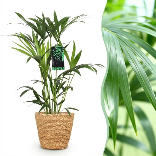 Green boutiQ - Zimmerpflanze - Howea Forsteriana - Kentia Palme - Wenig Pflege - Grün - 1 Pflanze - mit Korb - Topf 19cm - Höhe 80-85cm