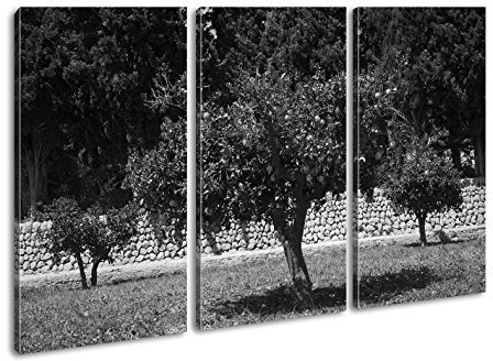 deyoli Leinwandbild Orangenbäume im Garten, fruchtig und lebendig Format: 120x80cm (3Teilig) Effekt:Schwarz&Weiß XXL Kunstdruck Bild auf Holzrahmen/Wandbild/Wohnzimmer Dekoration