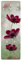 Bilderwelten Garderobe - Pinke Kosmeen, Größe HxB:105cm x 34cm