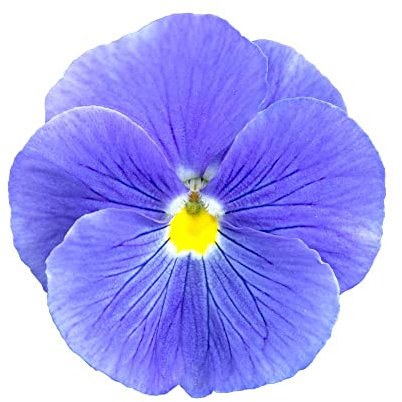 Winter Bedding Plants - Pansy 'True Blue' - 20 x Full Plant Pack - Winter Pansies Ready to Plant - Winter Pansies - Pansy Plants - Bedding Plants - Garden Ready - Pansies - Premium Quality Plants