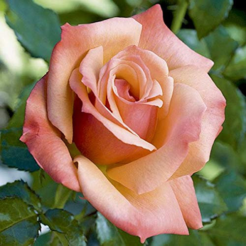 Plant Theory Remember Me Rose Bush Orange Flowering Roses Hybrid Tea Rose 4L Pot