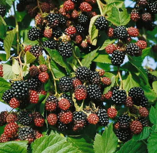 Rubus fruticosus 'Black Satin' 20–30 cm – Winterhart, Mehrjährig, Pflegeleicht – Brombeere dornenlos – Beerenstrauch für Garten & Spalier