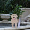 Gochoi Petit pot de fleurs rectangulaire en PVC avec motif Golden Retriever - Pour l'extérieur et l'intérieur - Pour plantes grasses - Décoration S - Golden Retriever