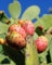 Planta de FICO D'INDIA 'Opuntia Ficus-Indica' - en maceta Ø 18 cm - H. 40/50 cm