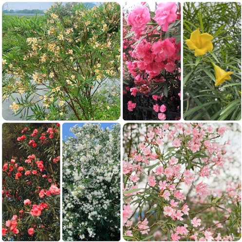 oleander samen winterhart topfpflanzen draußen winterhart sträucher winterhart blühend, gartenblumen immergrüne pflanzen winterhart gartenpflanzen winterhart mehrjährig pflanzen 10pcs