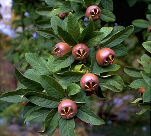 Nottingham, veredelter Mispelbaum (großfrüchtig), Buschbaum, 100-120cm, im Topf