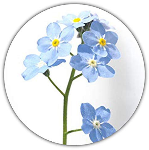 Vergißmeinicht/Myosotis sylvatica/ca. 50 Samen/Beliebte Beet- und Gruppenpflanze für Einfassungen, Steingärten, Kübel und Schalen